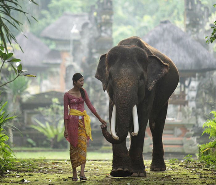 Elephant at Entrance 1 - Mason Adventures (Bali Adventure Tours)