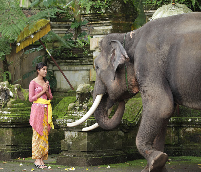 Elephant at Entrance 3 - Mason Adventures (Bali Adventure Tours)