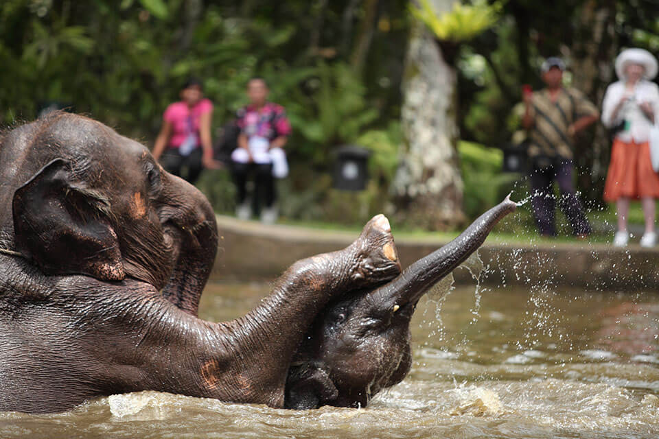 Elephant Facts - Mason Adventures (Bali Adventure Tours)
